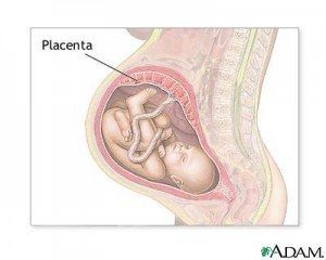 placenta-picture-d-300x240
